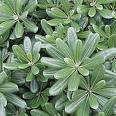 Pittosporum Tobira