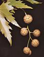 Platanus Orientalis