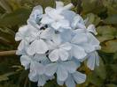 Plumbago Capensis