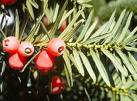 Porsukağacı Taxus Baccata