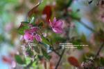 Prunus Cerasifera Sp.