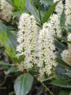 Prunus Laurocerasus