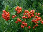 Pyracantha Coccinea