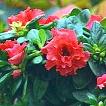 Rhododendron Simsii