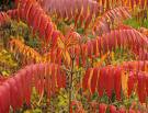 Rhus Typhina