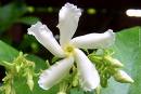 Rhyncospermum Jasminoiedes