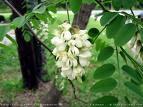 Robinia Pseudoecaccia Umbracuifera