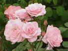 Rosa Sp.
