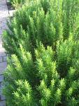 Rosmarin , Kuşdili , Biberiye Rosmarinus Officinalis