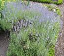 Rosmarinus Officinalis
