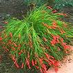Russelia Equisetiformis