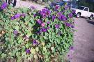 Sabah Sefası , Kahkahaçiçeği Ipomoea Purpurea Learii