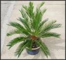 Sago Palmiyesi Cycas Revoluta