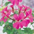 Sakız Sardunya Pelargonium Peltatum