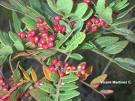 Sakızağacı Pistacia Lentiscus Var Latifolius Coss