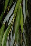 Salix Babylonica