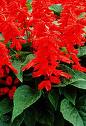 Salvia Splendens