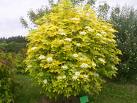 Sambucus Aurea (Variegate)