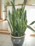 Sansevieria Trifasciata