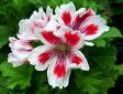 Sardunya Pelargonium Domesticum