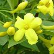Sarı Yasemin Jasminum Revolutum