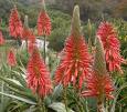 Sarısabır Aloe Arborescens