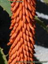 Sarısabır , Ödağacı , Kartal Ağacı Aloe Ferox