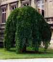 Sarkık Japon Soforası Sophora Japonica Pendula
