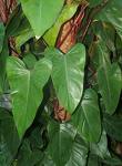 Sarmaşık Deve Tabanı Philoendron Erubescens
