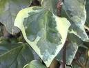 Sarmaşık Hedera Helix (Gold Heart)