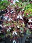 Saxifraga Stolonifera