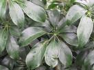 Schefflera Arboricola