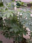 Şeflara Schefflera Arboricola