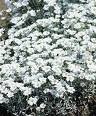 Serasyum , Boynuzotları Cerastium Tomentosum L.