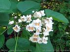 Sigara Ağacı , Katalpa Catalpa Bignonioides