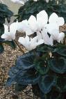 Siklamen Cyclamen Persicum