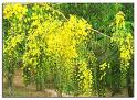 Sinameki Cassia Angustifolia