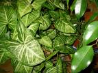 Singonum Syngonium White Butterfly