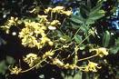 Sofora Sophora Japonica