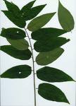 Sophora Japonica