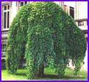Sophora Japonica Pendula