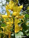 Spartium Jenceum