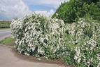 Spiraea Vanhouttei