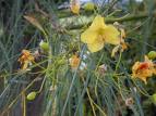 Sülünağacı Parkinsonia Aculeata