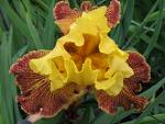 Süsen , İris Iris Germanica
