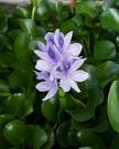 Susümbülü Eichhornia Crassipes