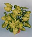 Syngonium White Butterfly