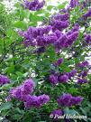 Syringa Vulgaris