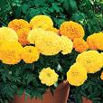 Tagetes Erecta