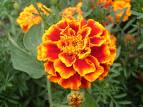 Tagetes Patula